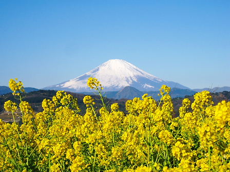 富士山1