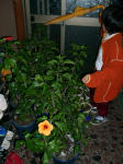 花０８