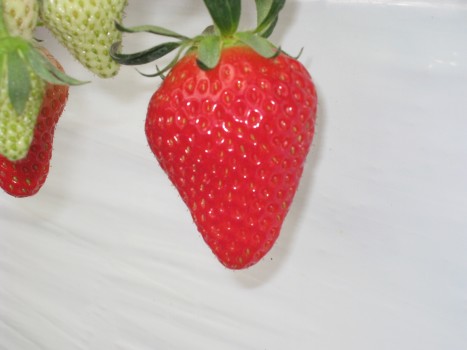 2009.1.18いちご狩りいちご食べ比べの巻き (1)_ks.jpg