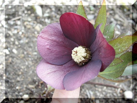 クリスマスローズ