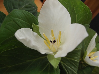 オオバナエンレイソウ２