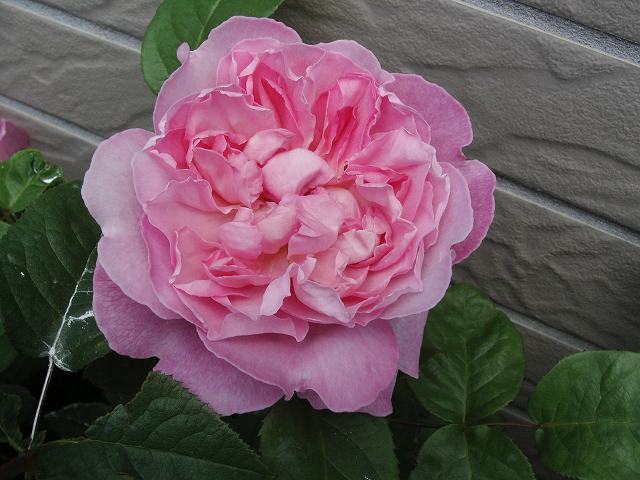 メアリー’０７－２