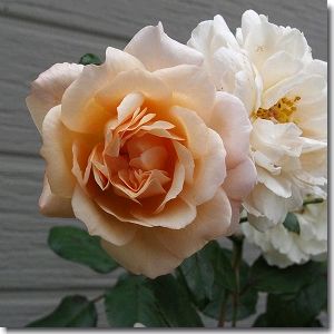 バフビューティー