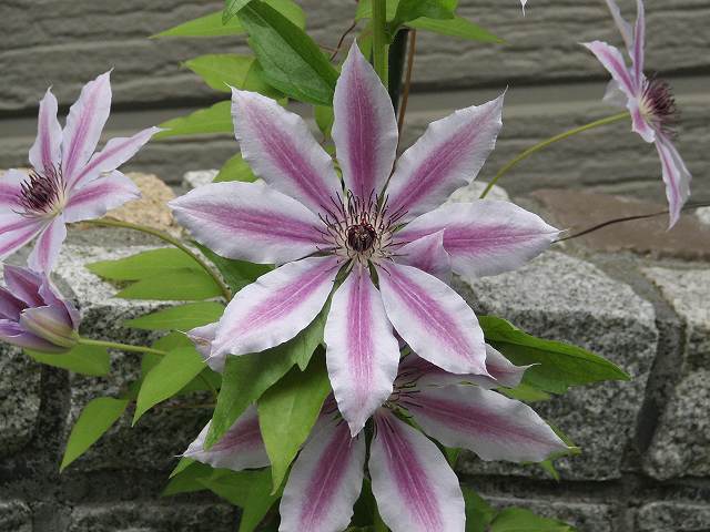 ネリーモーザ２