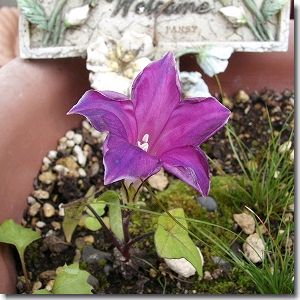 キキョウ咲き朝顔