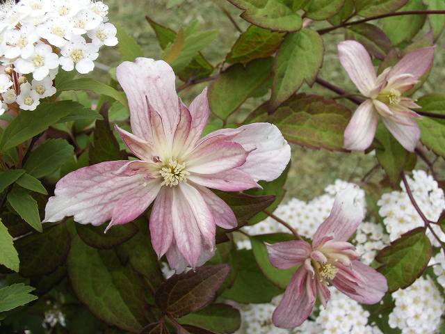 モンタナ　マジョリー