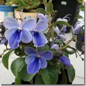 クレロデンドルム