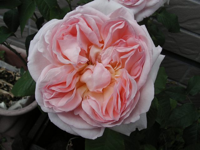 シャリファアスマ０７