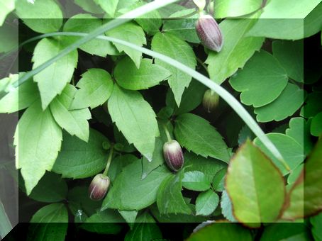 ハンショウツル