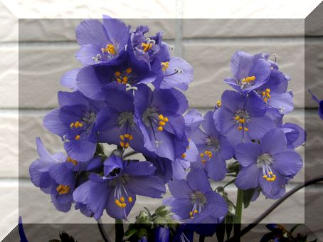 ポレモニウム２