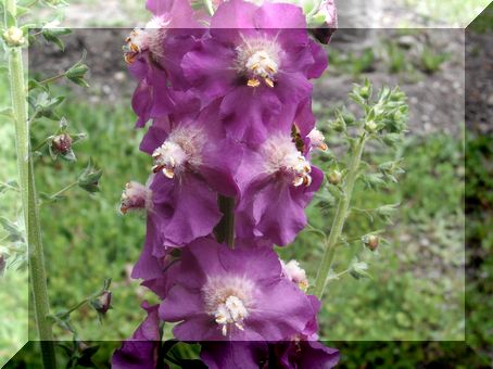 バーバスカム紫