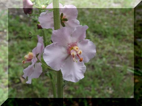 バーバスカム　ピンク