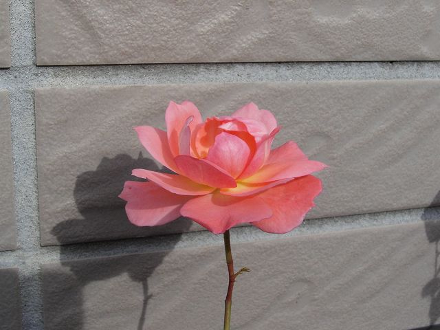 ジャルダン　ドゥ　フランス