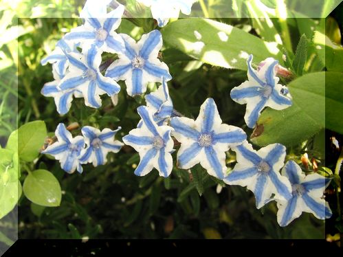 ミヤマホタルカズラ