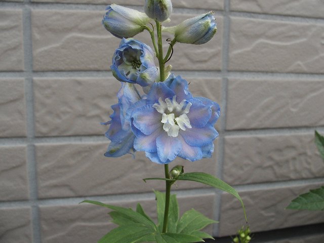 デルフィニウム