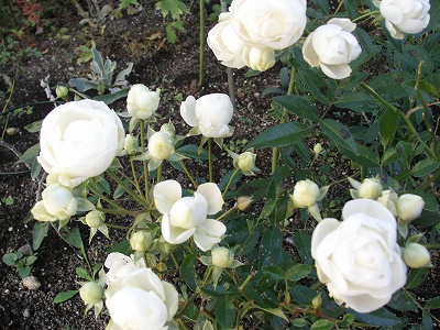 ホワイトコスター２