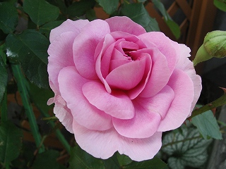 ガートルードジェキル