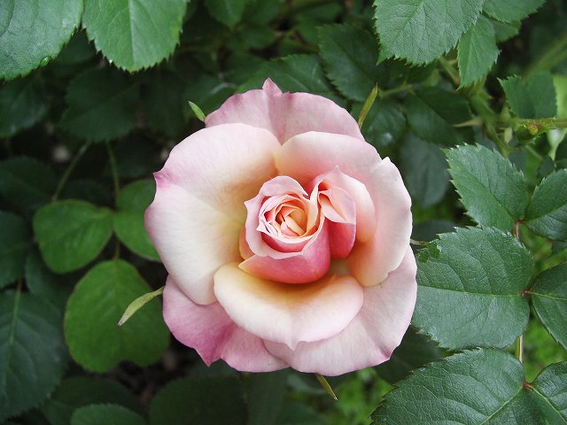 パトリシア　コルダナ