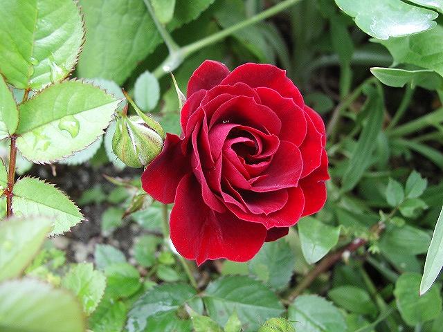 レッドピノキオ