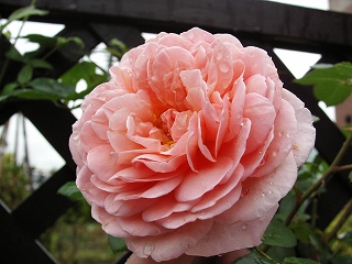 アブラハム２００６