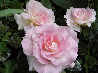 マチルダ２００６