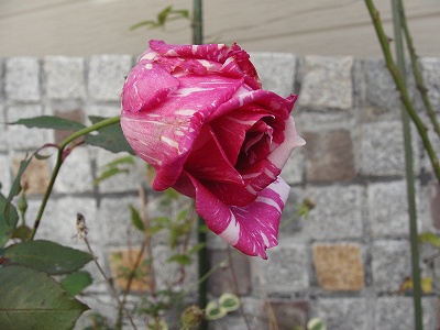 モダンタイムス