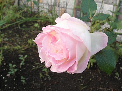 プリンセス　ドゥ　モナコ