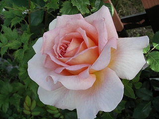 アヴラハムダービー２００６