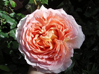 アブラハムダービー２００６－２