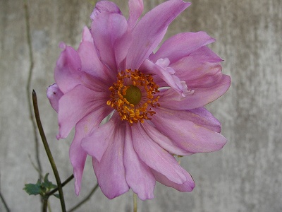 シュウメイピンク