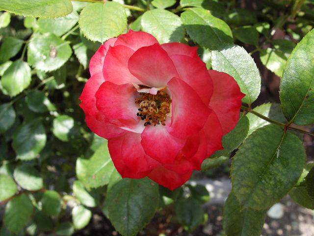 パットドゥブルール２００６