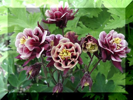 アキレア　ウィンキーレッド＆ホワイト