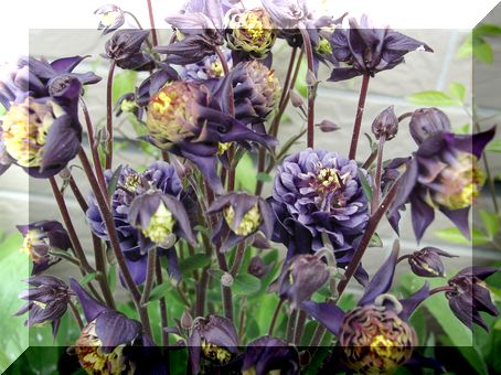 アキレア　ウィンキーブルー＆ホワイト