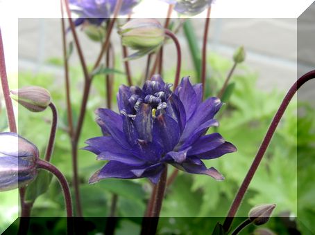 アキレア　品種不明