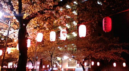 中野の桜