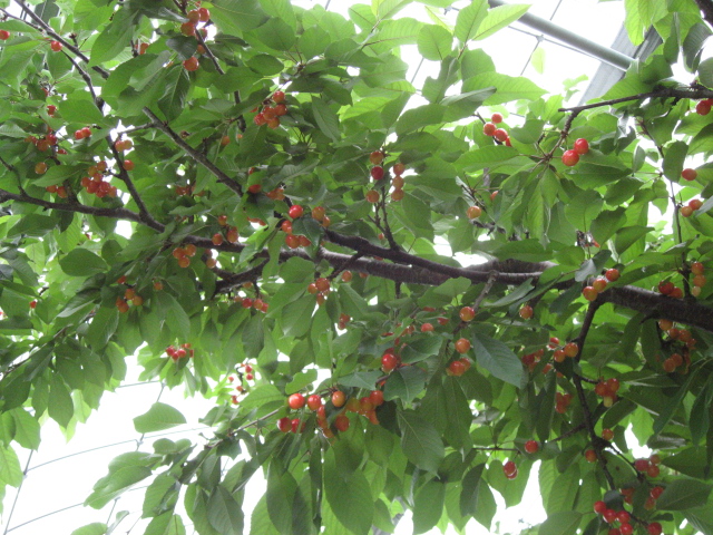 さくらんぼ狩り