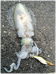 早朝のｱｵﾘ君♪