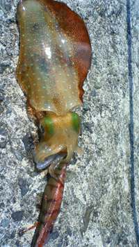 ika.JPG