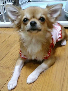 ヒート