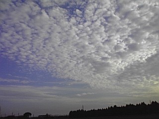 見上げた空はどんな空 あさちんのラット観察日記 楽天ブログ