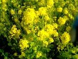 風に揺れる菜の花