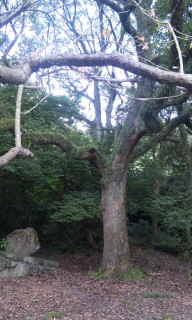 枚岡神社