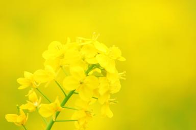 菜の花