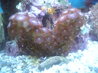 マメスナイソギンチャク