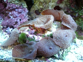 パープルディスクコーラル