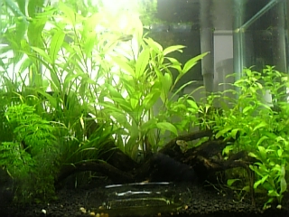 40cm水槽２