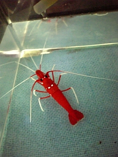 ホワイトソックス