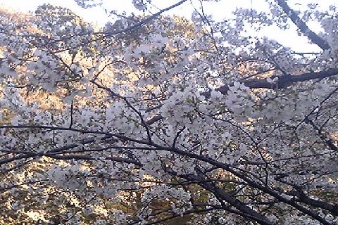 060403sakura 011.jpg