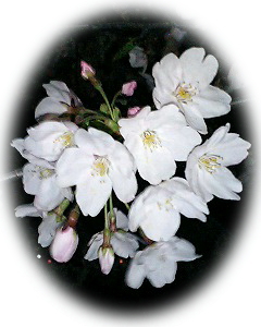 桜2