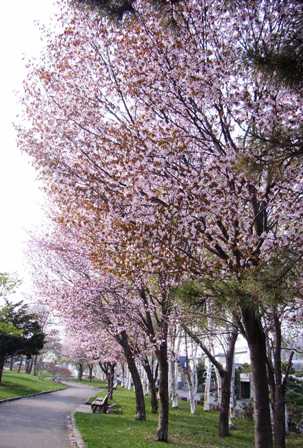 桜満開